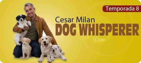 "dog whisperer temporada 8"